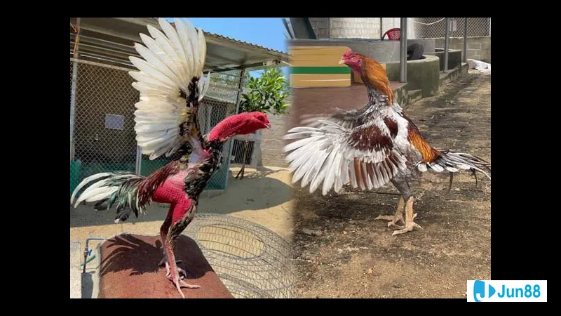 Cô gái trẻ vận động thể chất